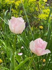 Тюльпаны розовые