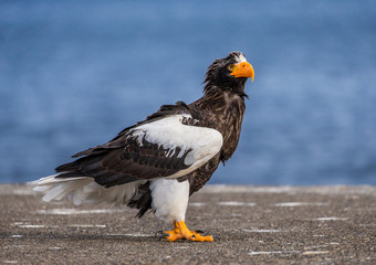Steller's sea eagle is sitting on a concrete pier against the background of the sea. Japan. Hokkaido. Shiretoko Peninsula. Shiretoko National Park