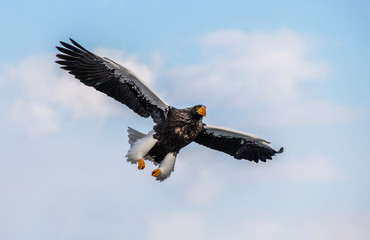 Steller's sea eagle in flight on background blue sky. Japan. Hokkaido. Shiretoko Peninsula. Shiretoko National Park