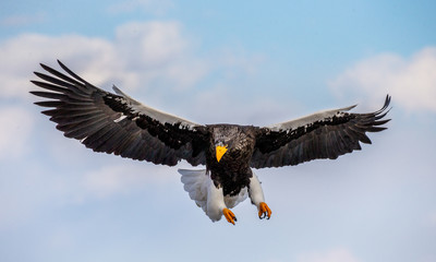Steller's sea eagle in flight on background blue sky. Japan. Hokkaido. Shiretoko Peninsula. Shiretoko National Park