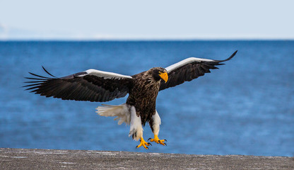 Steller's sea eagle in flight on background blue sky and blue sea. Japan. Hokkaido. Shiretoko Peninsula. Shiretoko National Park