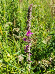 Purple or spiked loosestrife