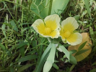 yellow flower in the morning