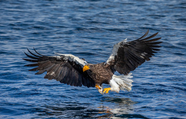 Steller's sea eagle in flight on a background of the sea with prey in its paws. Japan. Hokkaido. Shiretoko Peninsula. Shiretoko National Park