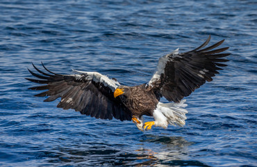 Steller's sea eagle in flight on a background of the sea with prey in its paws. Japan. Hokkaido. Shiretoko Peninsula. Shiretoko National Park