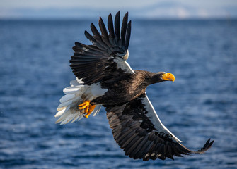 Steller's sea eagle in flight on a background of the sea with prey in its paws. Japan. Hokkaido. Shiretoko Peninsula. Shiretoko National Park