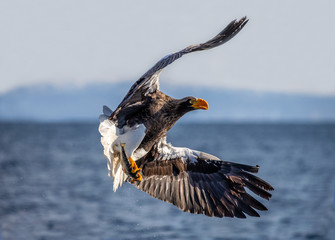 Steller's sea eagle in flight on a background of the sea with prey in its paws. Japan. Hokkaido. Shiretoko Peninsula. Shiretoko National Park