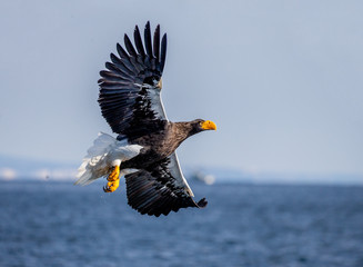 Steller's sea eagle in flight on background blue sky and blue sea. Japan. Hokkaido. Shiretoko Peninsula. Shiretoko National Park