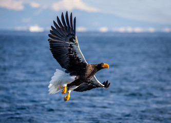 Steller's sea eagle in flight on the background of the sea and the Kunashir island in the distance. Japan. Hokkaido. Shiretoko Peninsula. Shiretoko National Park 