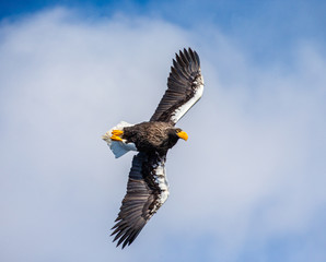 Steller's sea eagle in flight on background blue sky. Japan. Hokkaido. Shiretoko Peninsula. Shiretoko National Park