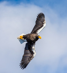 Steller's sea eagle in flight on background blue sky. Japan. Hokkaido. Shiretoko Peninsula. Shiretoko National Park