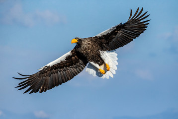 Steller's sea eagle in flight on background blue sky. Japan. Hokkaido. Shiretoko Peninsula. Shiretoko National Park