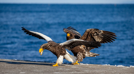 Group of the Steller's sea eagles and White-tailed eagles on the pier in the port. Japan. Hokkaido. Shiretoko Peninsula. Shiretoko National Park