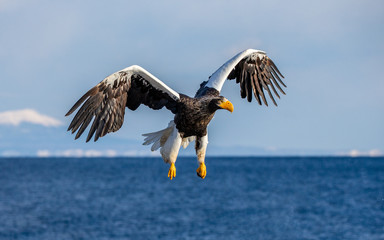 Steller's sea eagle in flight on the background of the sea and the Kunashir island in the distance. Japan. Hokkaido. Shiretoko Peninsula. Shiretoko National Park 