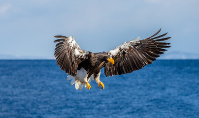 Steller's sea eagle in flight on background blue sky and blue sea. Japan. Hokkaido. Shiretoko Peninsula. Shiretoko National Park