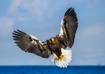 Steller's sea eagle in flight on background blue sky. Japan. Hokkaido. Shiretoko Peninsula. Shiretoko National Park