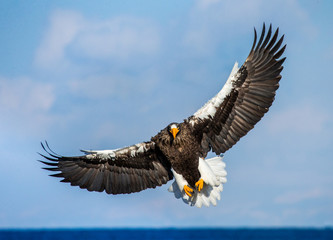 Steller's sea eagle in flight on background blue sky. Japan. Hokkaido. Shiretoko Peninsula. Shiretoko National Park