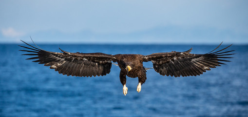 White-tailed eagle in flight close-up. Japan. Hokkaido. Shiretoko Peninsula. Shiretoko National Park