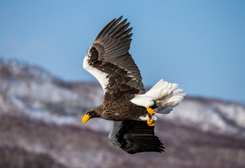 Steller's sea eagle in flight on the background of the shore and rocks. Japan. Hokkaido. Shiretoko Peninsula. Shiretoko National Park