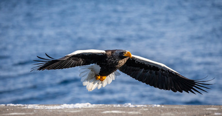 Steller's sea eagle in flight on background sea. Japan. Hokkaido. Shiretoko Peninsula. Shiretoko National Park