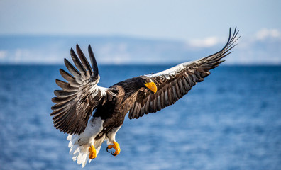 Steller's sea eagle in flight on the background of the sea and the Kunashir island in the distance. Japan. Hokkaido. Shiretoko Peninsula. Shiretoko National Park 