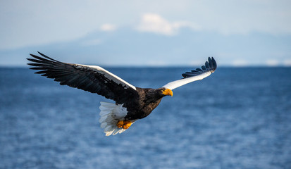 Steller's sea eagle in flight on the background of the sea and the Kunashir island in the distance. Japan. Hokkaido. Shiretoko Peninsula. Shiretoko National Park 