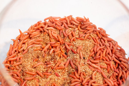 close up photo with selective focus of maggots for fishing - natural bait