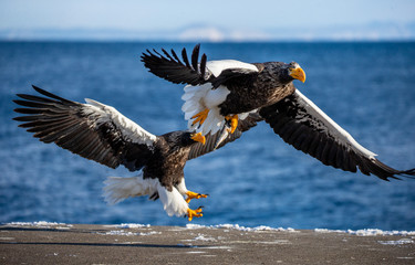 Group of the Steller's sea eagles and White-tailed eagles on the pier in the port. Japan. Hokkaido. Shiretoko Peninsula. Shiretoko National Park