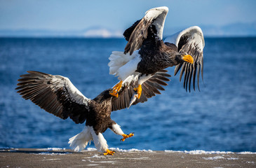 Group of the Steller's sea eagles and White-tailed eagles on the pier in the port. Japan. Hokkaido. Shiretoko Peninsula. Shiretoko National Park