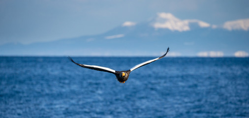 Steller's sea eagle in flight on the background of the sea and the Kunashir island in the distance. Japan. Hokkaido. Shiretoko Peninsula. Shiretoko National Park 