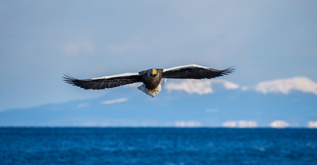 Steller's sea eagle in flight on the background of the sea and the Kunashir island in the distance. Japan. Hokkaido. Shiretoko Peninsula. Shiretoko National Park 