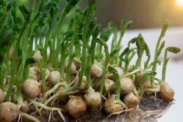 pea microgreen closeup. home greens grown hydroponically. organic food. eco friendly. healthy diet. 