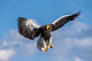 Steller's sea eagle in flight on background blue sky. Japan. Hokkaido. Shiretoko Peninsula. Shiretoko National Park