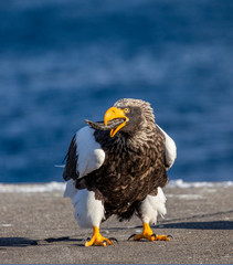 Steller's sea eagle is standing on a pier in the port with a fish in its beak. Japan. Hokkaido. Shiretoko Peninsula. Shiretoko National Park