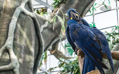 The hyacinth macaw, Blue Parrot