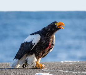 Steller's sea eagle is sitting on a concrete pier against the background of the sea with prey in its paws. Japan. Hokkaido. Shiretoko Peninsula. Shiretoko National Park