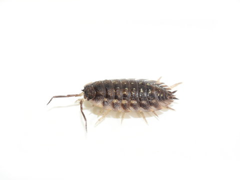 Armadillo bug woodlouse Oniscus asellus  isolated on white