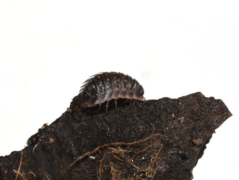 Armadillo bug woodlouse Oniscus asellus  on a piece of bark isolated on white