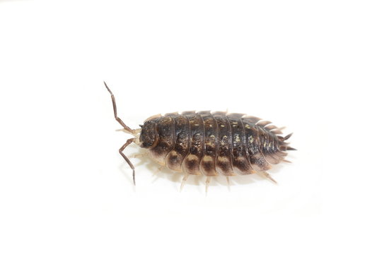 Armadillo bug woodlouse Oniscus asellus  isolated on white