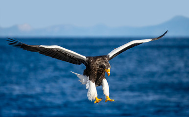 Steller's sea eagle in flight on background blue sky and blue sea. Japan. Hokkaido. Shiretoko Peninsula. Shiretoko National Park