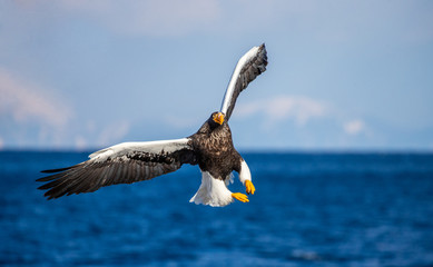Steller's sea eagle in flight on the background of the sea and the Kunashir island in the distance. Japan. Hokkaido. Shiretoko Peninsula. Shiretoko National Park 