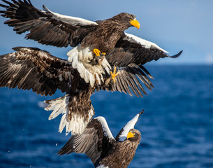 Group of the Steller's sea eagles and White-tailed eagles on the pier in the port are fighting each other over prey. Japan. Hokkaido. Shiretoko Peninsula. Shiretoko National Park