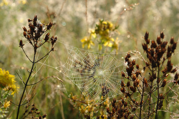 Cobweb in dew drops in the field at dawn. Spider web with water drops between the dry Hypericum plants in the morning sunlight, selective focus, natural blurred background 