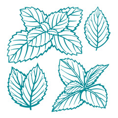 Mint. Peppermint leafs hand drawn vector illustrations set. Mint leafs sketch drawing.