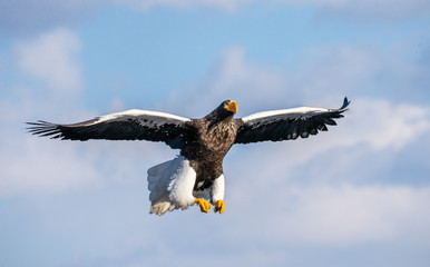 Steller's sea eagle in flight on background blue sky. Japan. Hokkaido. Shiretoko Peninsula. Shiretoko National Park