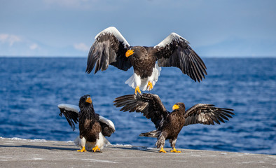 Group of the Steller's sea eagles and White-tailed eagles on the pier in the port are fighting each other over prey. Japan. Hokkaido. Shiretoko Peninsula. Shiretoko National Park
