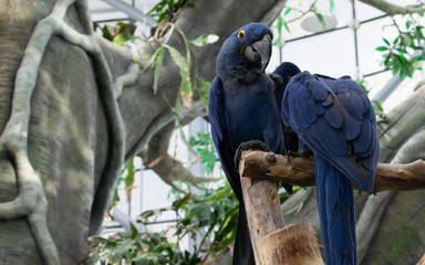 The hyacinth macaw, Blue Parrot