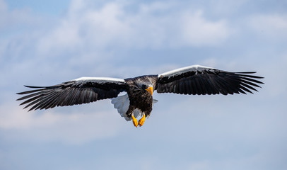 Steller's sea eagle in flight on background blue sky. Japan. Hokkaido. Shiretoko Peninsula. Shiretoko National Park