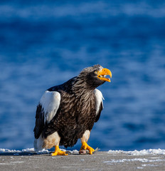 Steller's sea eagle is standing on a pier in the port with a fish in its beak. Japan. Hokkaido. Shiretoko Peninsula. Shiretoko National Park