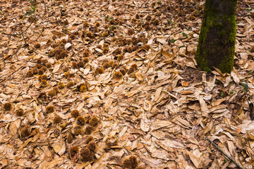 Chestnuts in covers lying under tree on brown dry leaves.